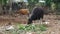 Cows in asian village eats leaves