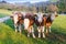 Cows in the Austrian Alps