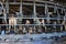 Cows in Automated mechanized milking equipment