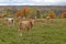 Cows and autumn forest