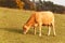 Cows on autumn pasture in the Czech Republic. Country scenery on late autumn season. Cows grazing. Life on the farm.