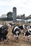 Cows await milking time on an SC dairy farm
