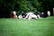 Cows and baby calf on meadow grazing and run free