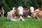 Cows and baby calf on meadow grazing and run free