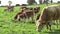 Cows and baby calf on meadow grazing and run free