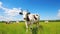 Cows on the background of sky and green grass