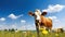 Cows on the background of sky and green grass