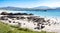 Cows in Balnakeil beach in Sutherland, Scotland