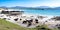 Cows in Balnakeil beach in Sutherland, Scotland