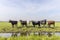 Cows at the bank of a creek, a group standing in a landscape of flat land and water a horizon and blue sky