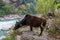 Cows on the Bank of a mountain river.