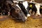 Cows in the barn eating hay. Milk production on a dairy farm.