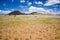 Cows on the barren pasture in Namibia