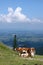 Cows in the Bavarian mountains