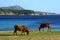 Cows on beach