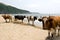Cows. beach