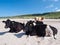 Cows at the beach, Antrim