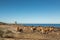 Cows on beach in Corsica with Genoese tower in background