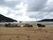 Cows on the beach in Koh Rong Samloem island, Cambodia