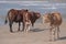 Cows on the beach at Port St Johns on the wild coast, South Africa.  In the background, children bathe in the sea.