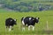 Cows - Beautiful countryside in Dorset, UK