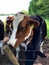 Cows behind a wire fence