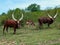 cows with big horns in the grass