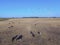 Cows and birds in flight, cattle egret flock,