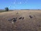 Cows and birds in flight, cattle egret flock,