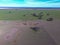 Cows and birds in flight, cattle egret flock,