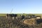 Cows with black and brown stains on the American pampas.