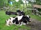 Cows of black and motley breed lie on a pasture