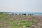 Cows on the Black Sea, polluted sand on the coast
