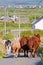 Cows blocking the road in Ireland