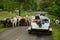 Cows blocking the road for truck and boat in panama