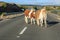 Cows blocking traffic