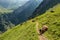 Cows blocking walking trail during high mountain hike in Swiss A