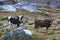 Cows and boudlers - Santa Cruz Trek - Huascaran National Park, P