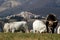 Cows breeding, in front of Castelluccio di Norcia , Italy