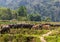 Cows and buffalos in the wild Laos