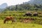 Cows and buffalos in the wild Laos