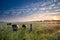 Cows and bull on pasture at sunrise