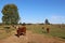 Cows and bulls in a chilean farm