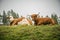 Cows and bulls graze in the meadow in the Austrian Alps