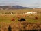 Cows and bulls grazing in the field-Andalusia-Spain