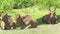 Cows and bulls lying on green meadow on summer pasture. Cows herd resting on green field in farming livestock at summer