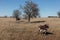 Cows and bulls in Texas farmland