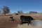 Cows and bulls in Texas farmland