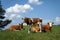 Cows with a calf graze