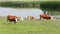 Cows and calf grazing